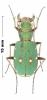 Cicindela campestris